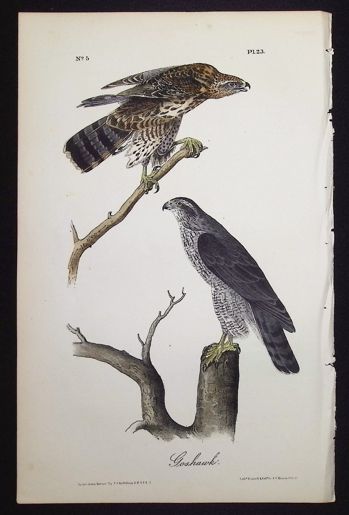 Goshawk