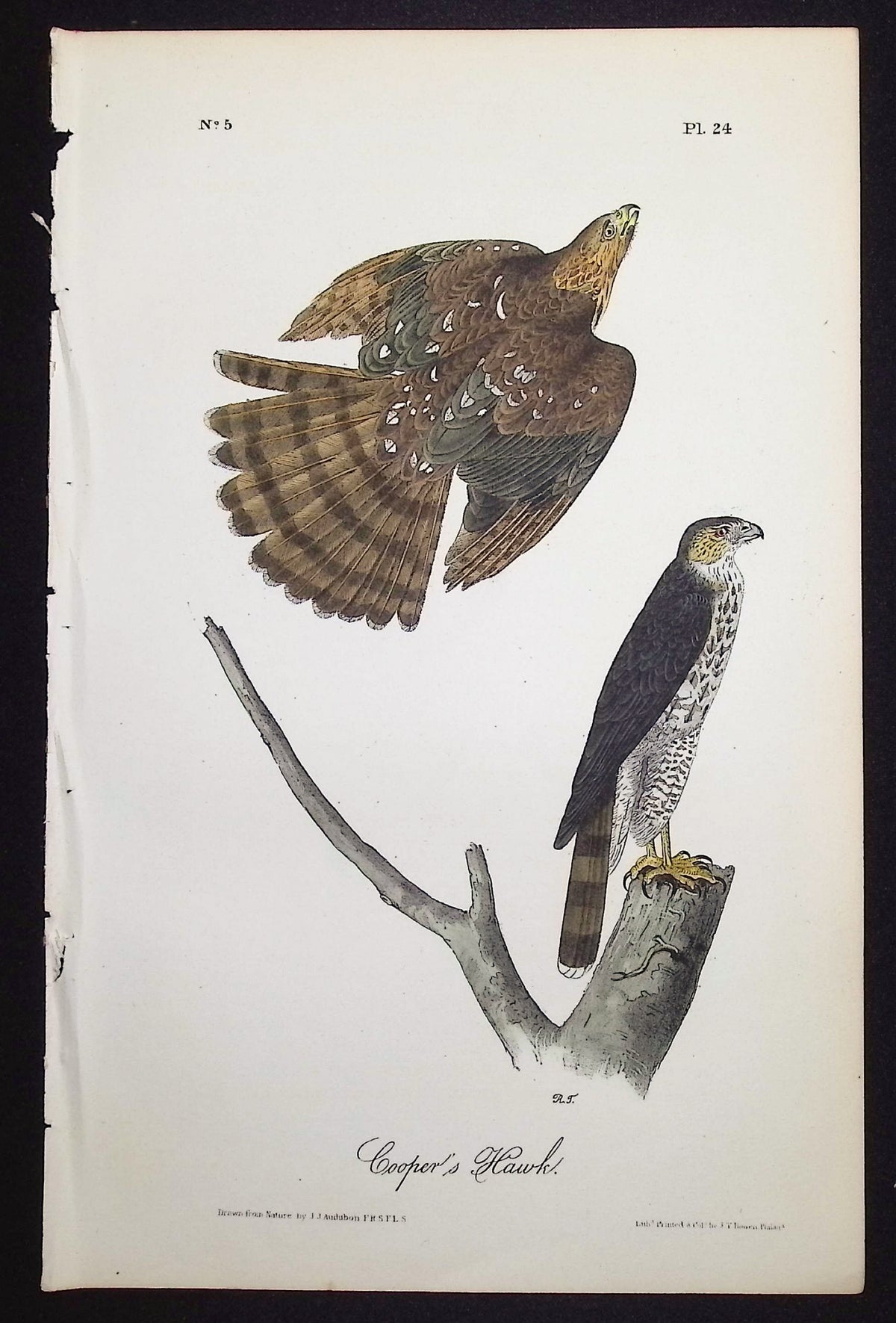 Cooper's Hawk