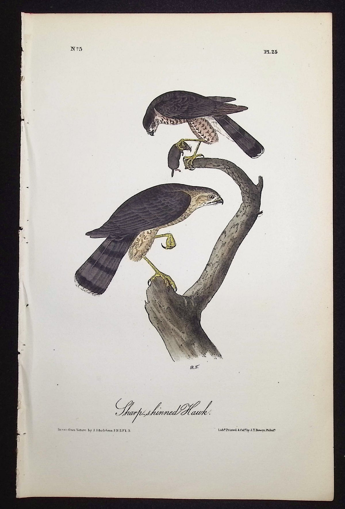 Sharp-shinned Hawk