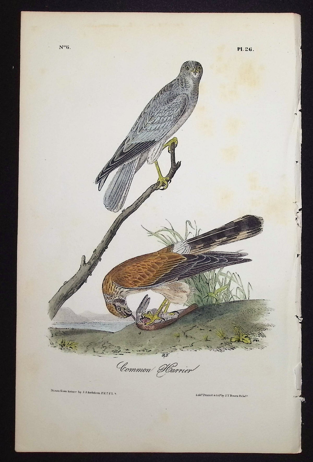 Common Harrier