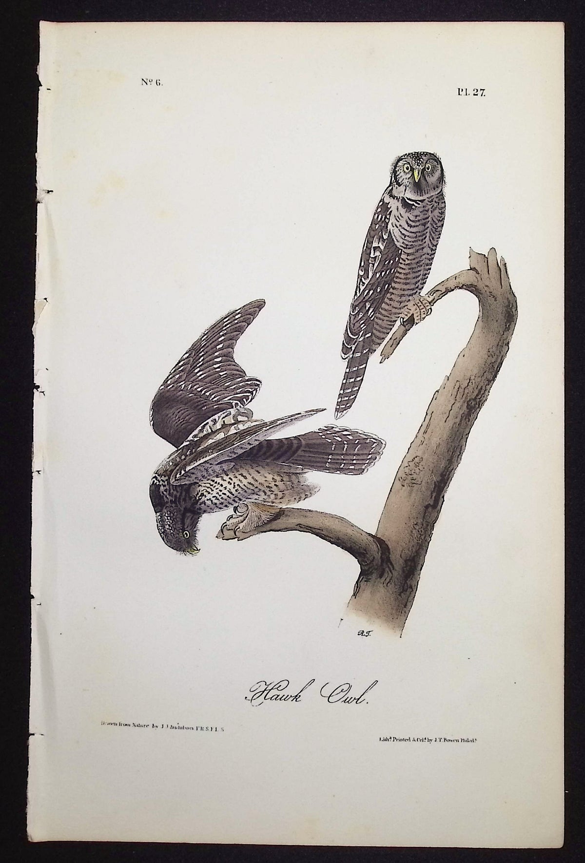Hawk Owl