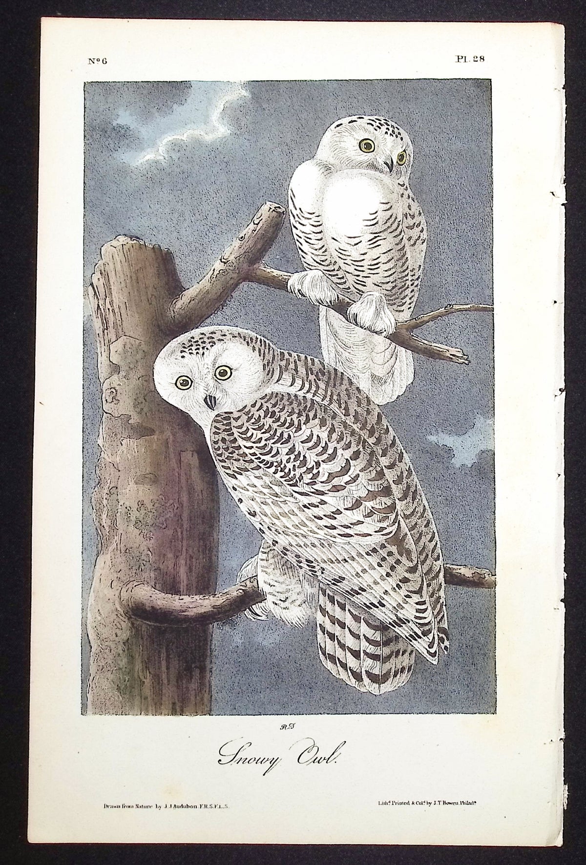 Snowy Owl