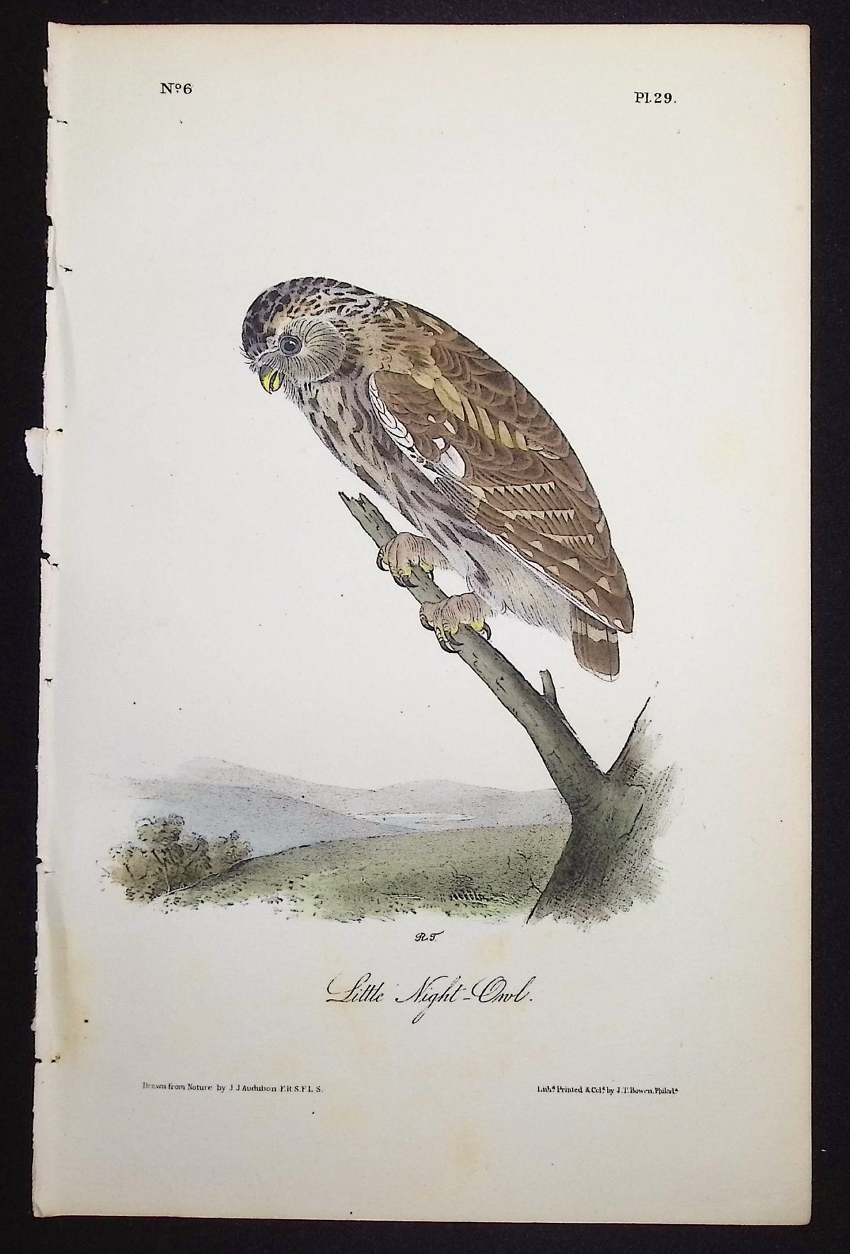 Little Night-Owl