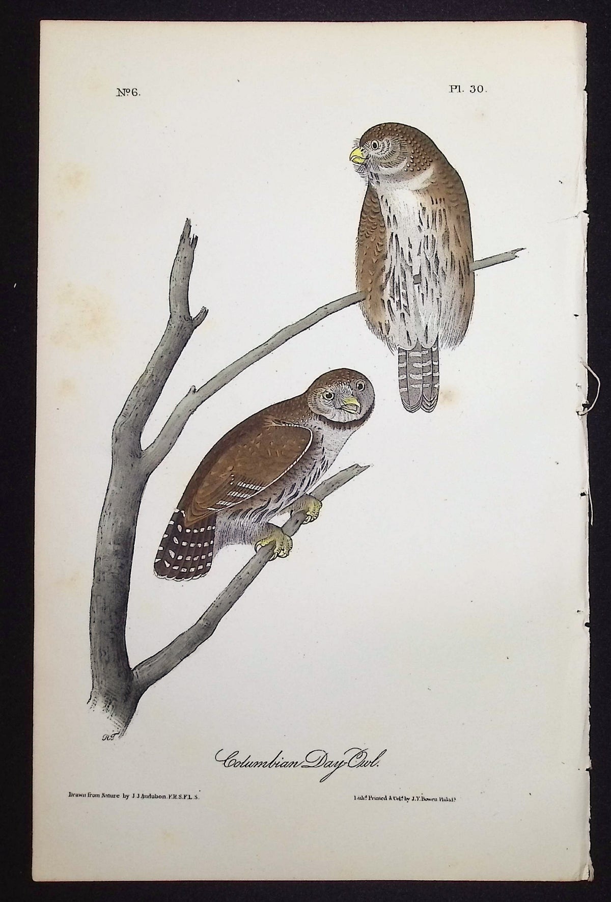 Columbian Day-Owl