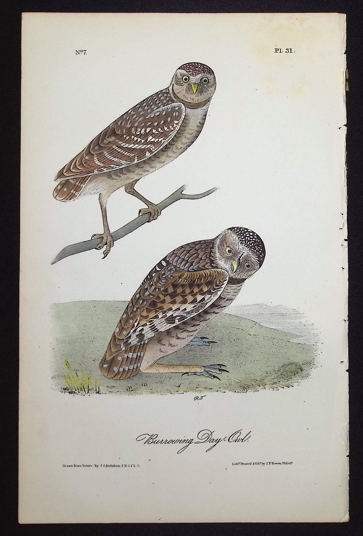 Burrowing Day-Owl