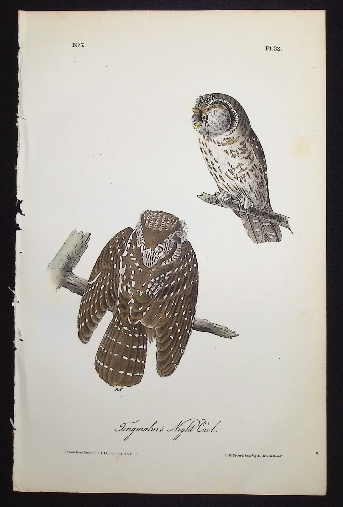 Tengmalm's Night-Owl