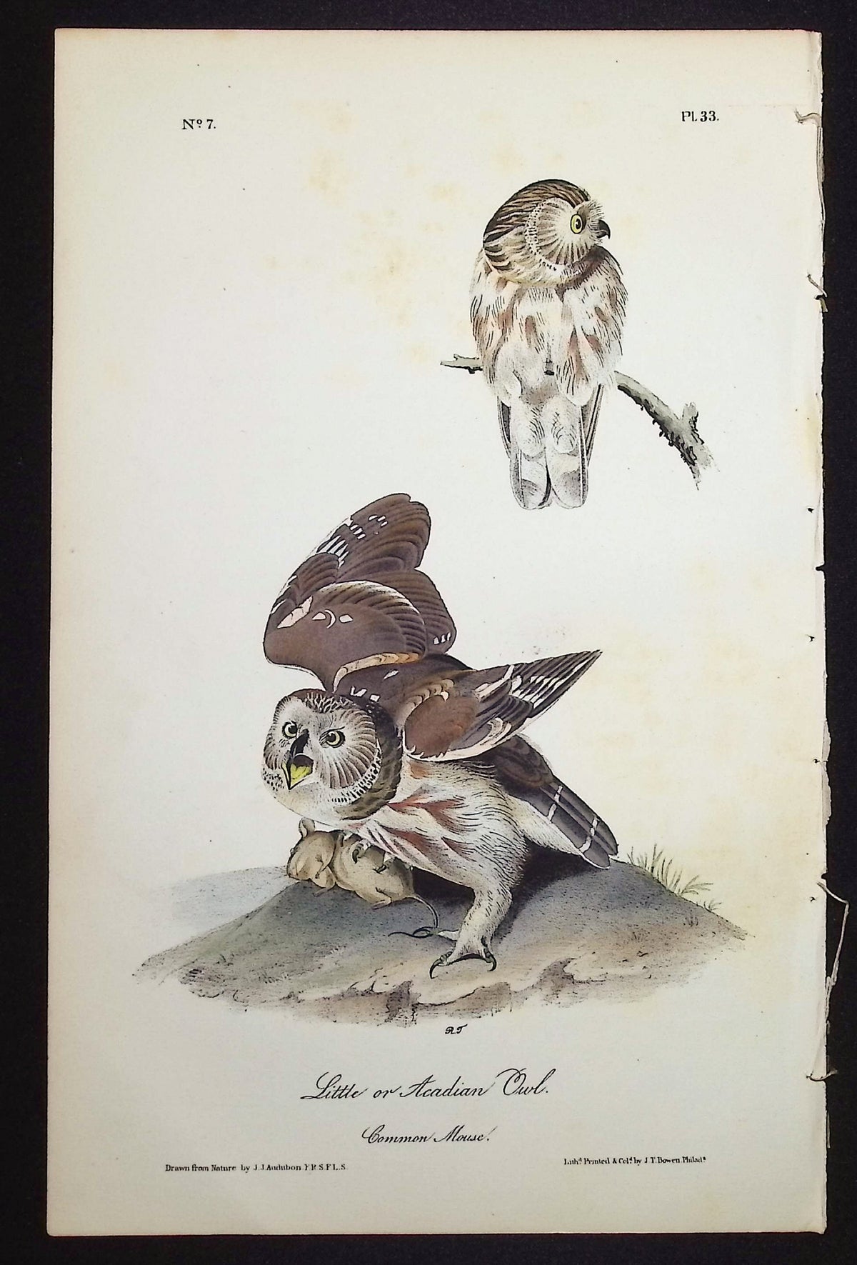 Little or Acadian Owl