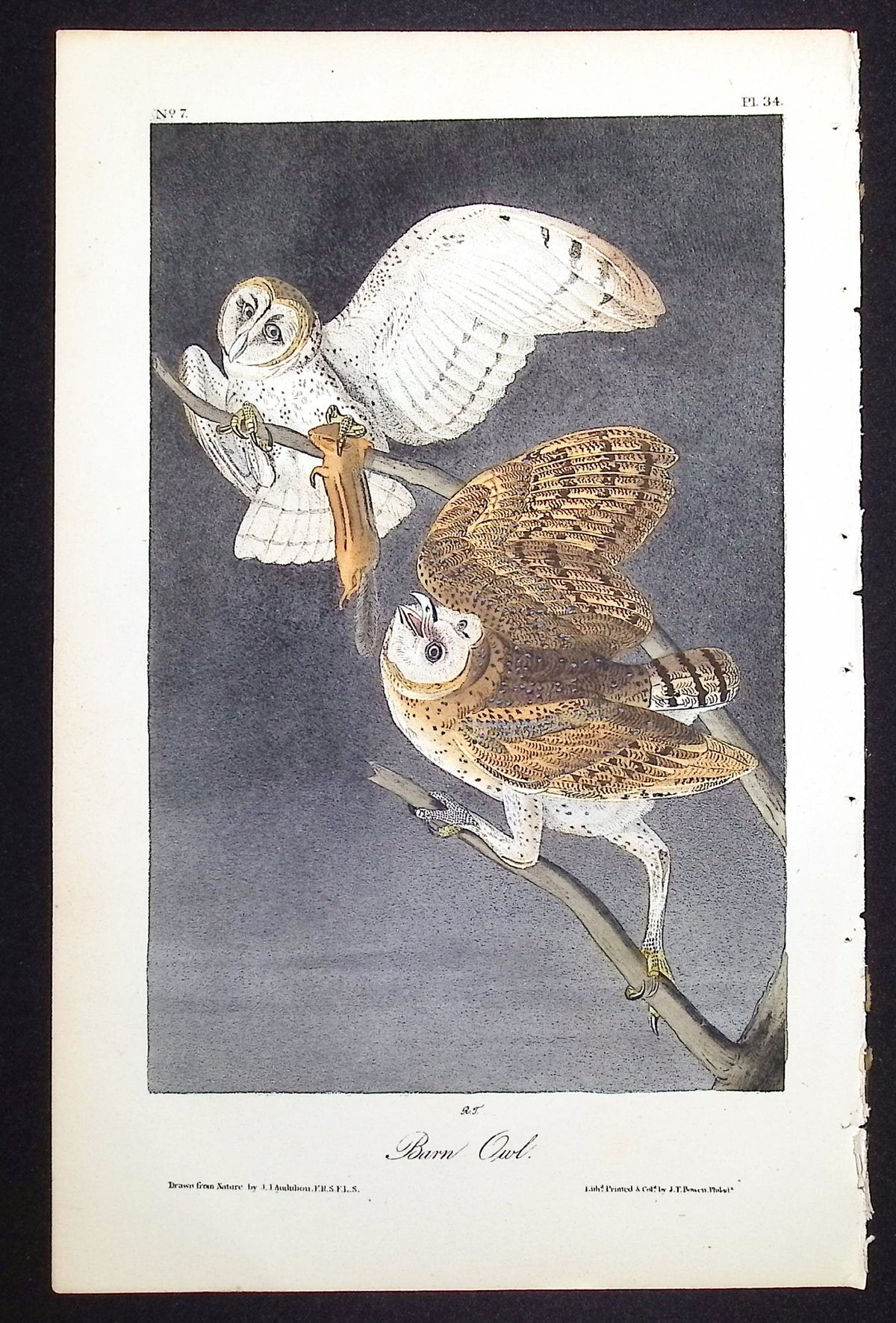 Barn Owl