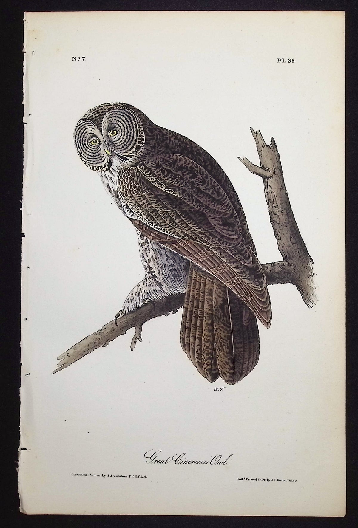 Great Cinereous Owl