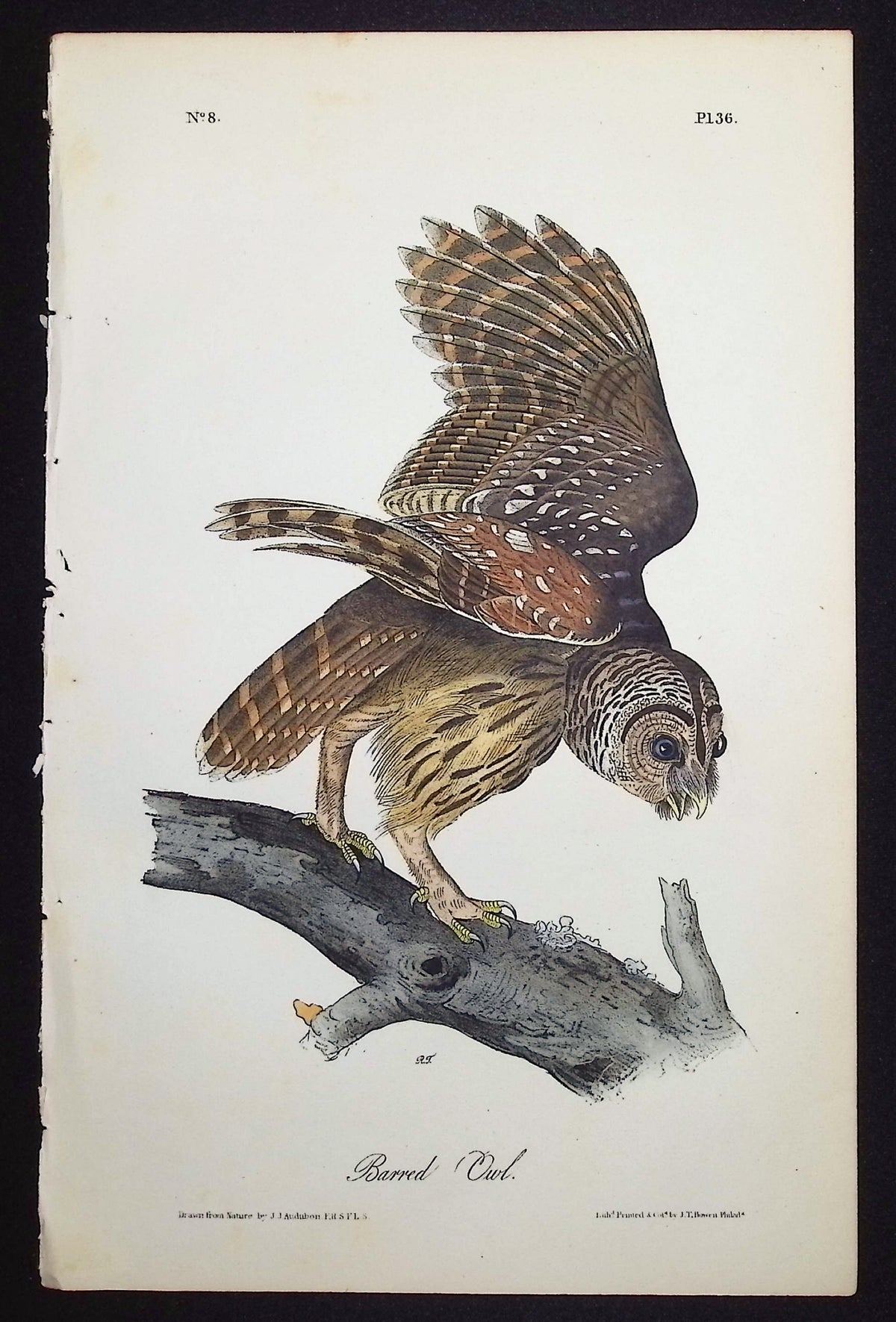 Barred Owl