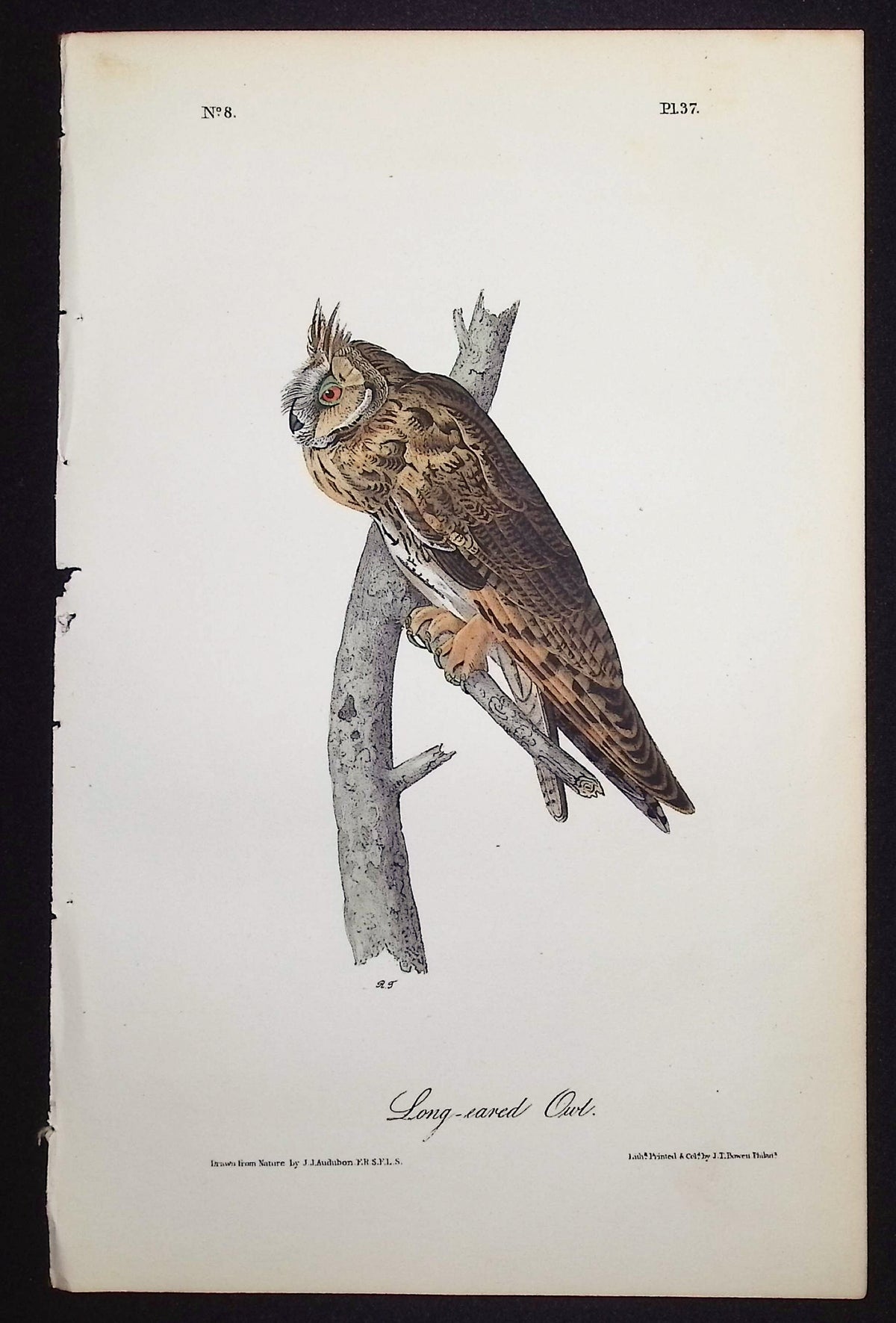 Long-eared Owl