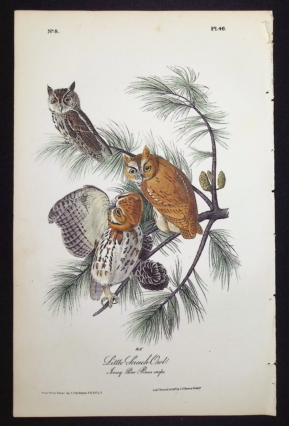 Little Screech Owl