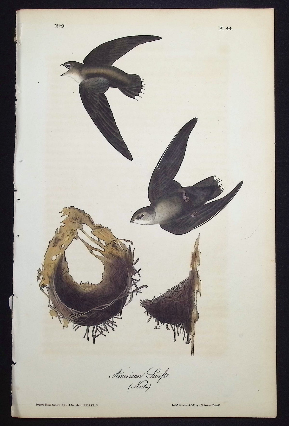 American Swift