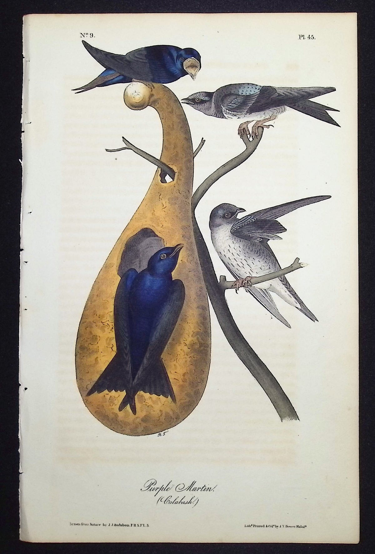 Purple Martin
