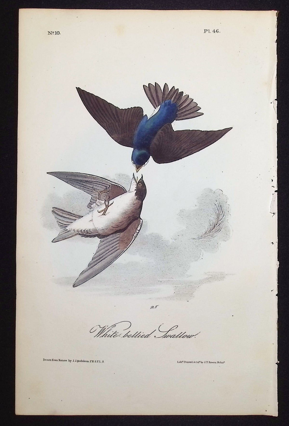White-bellied Swallow