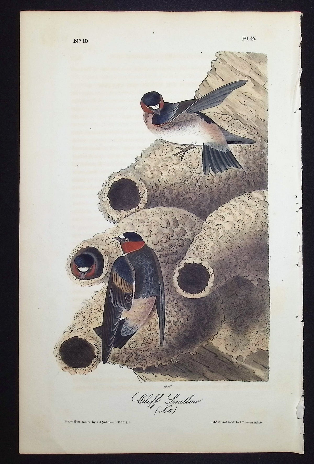 Cliff Swallow