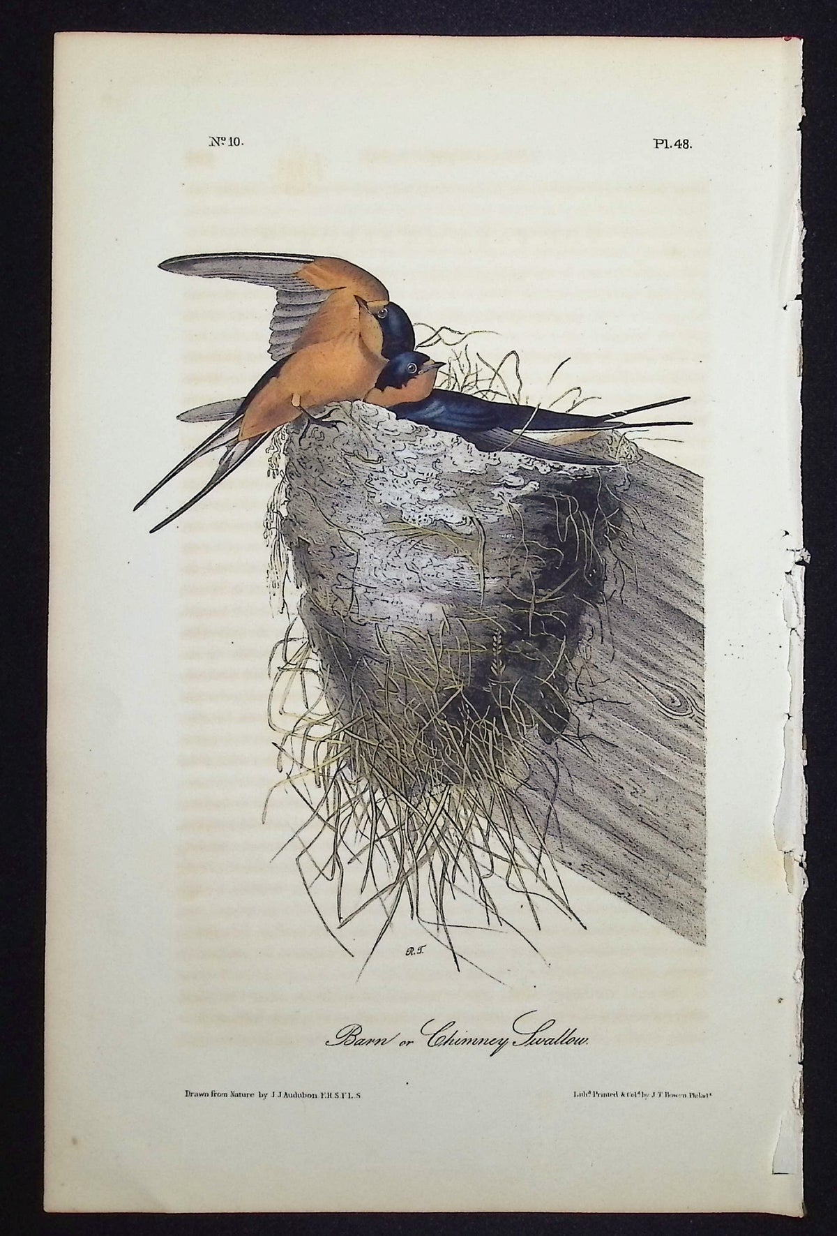 Barn or Chimney Swallow