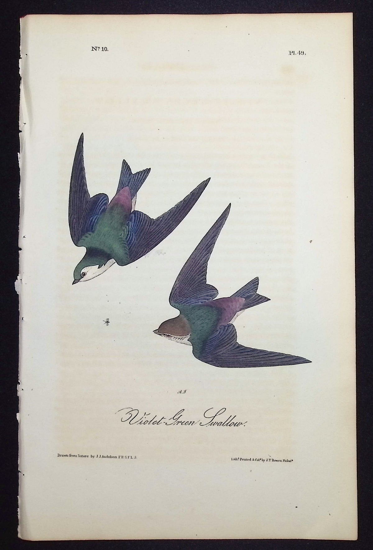 Violet-green Swallow