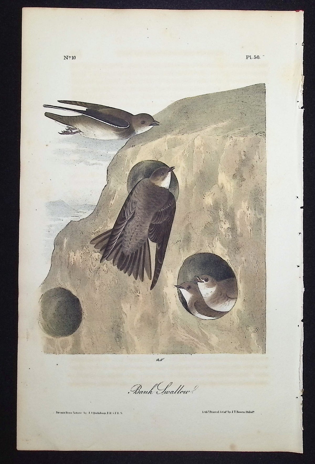 Bank Swallow