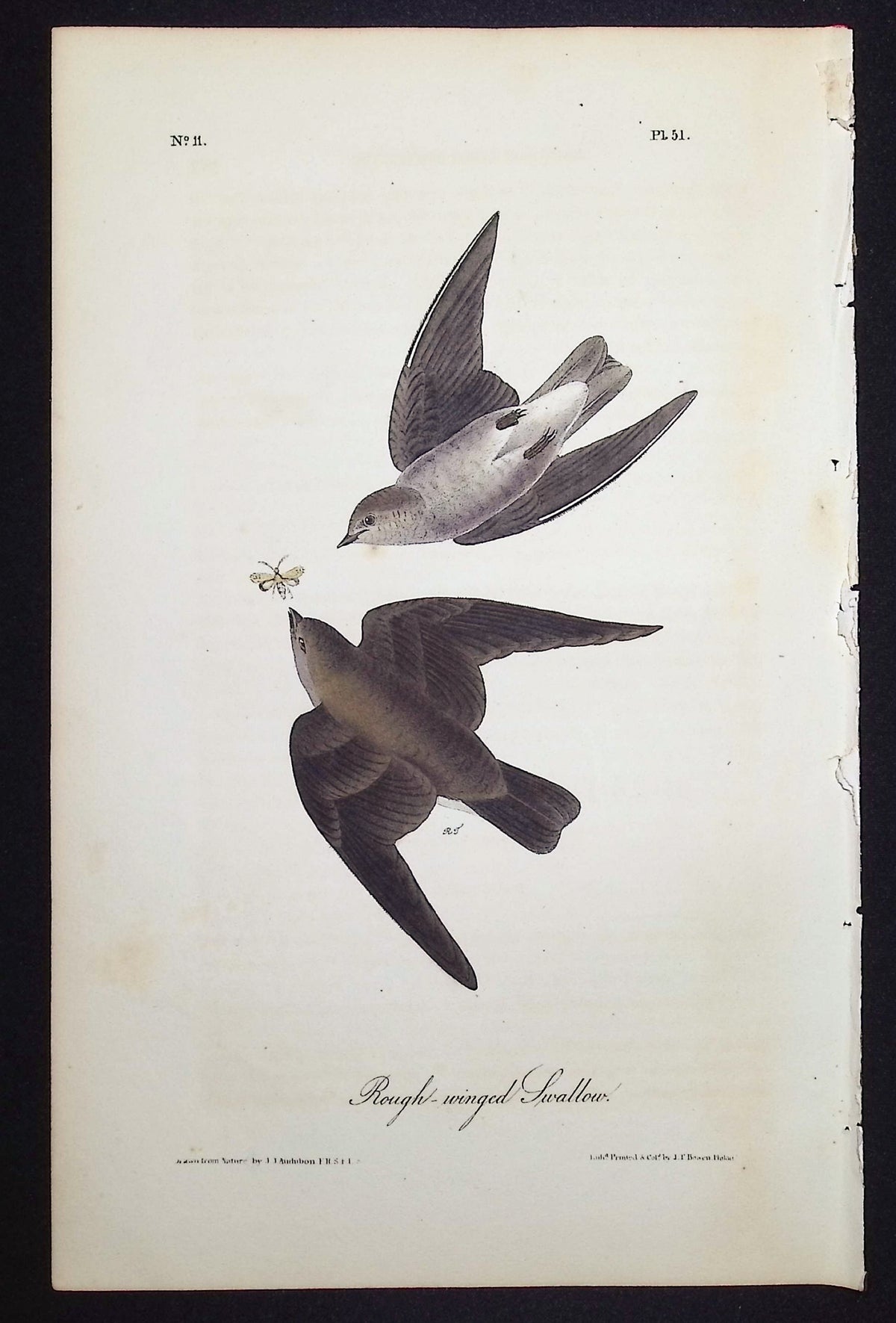 Rough-winged Swallow