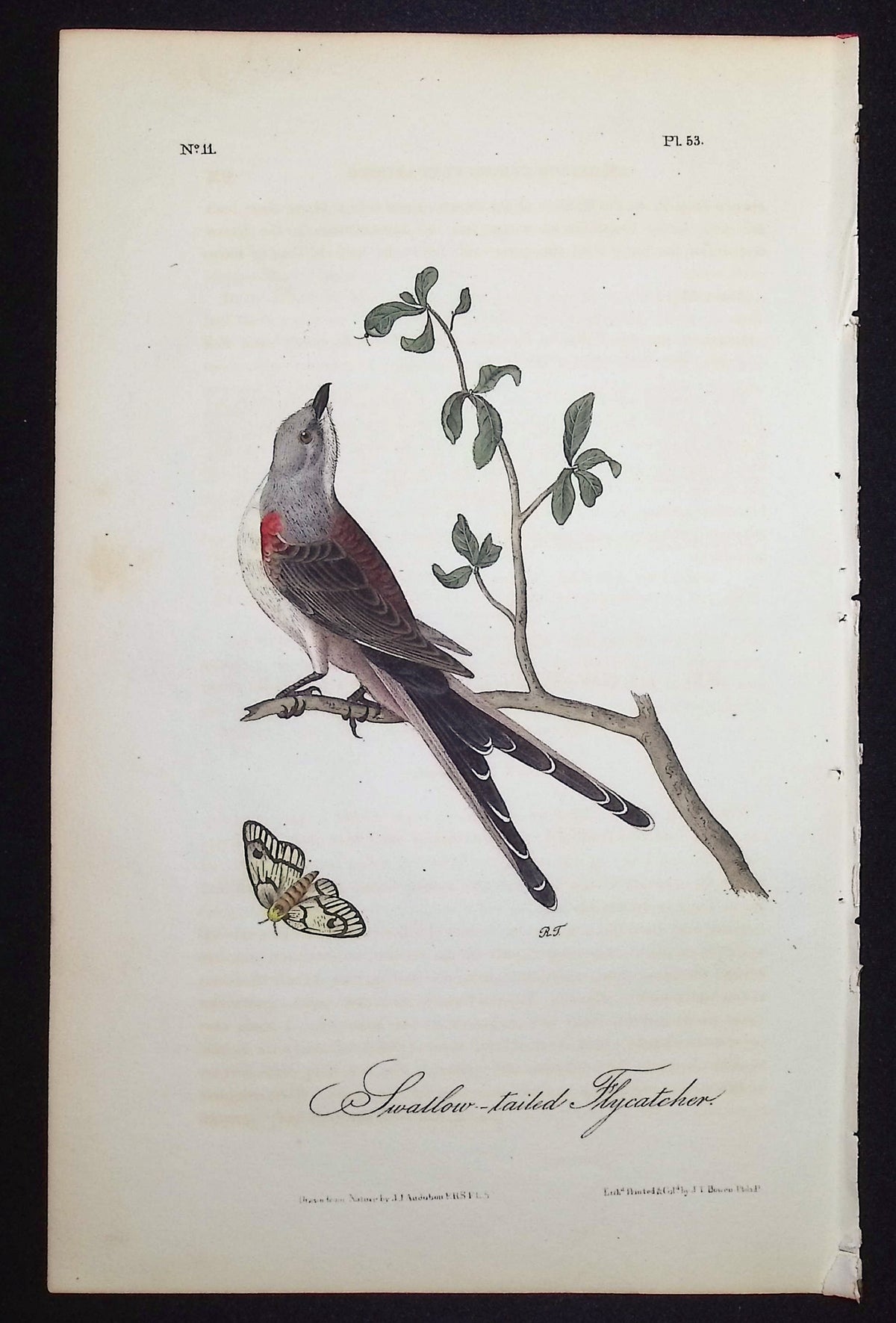 Fork-tailed Flycatcher