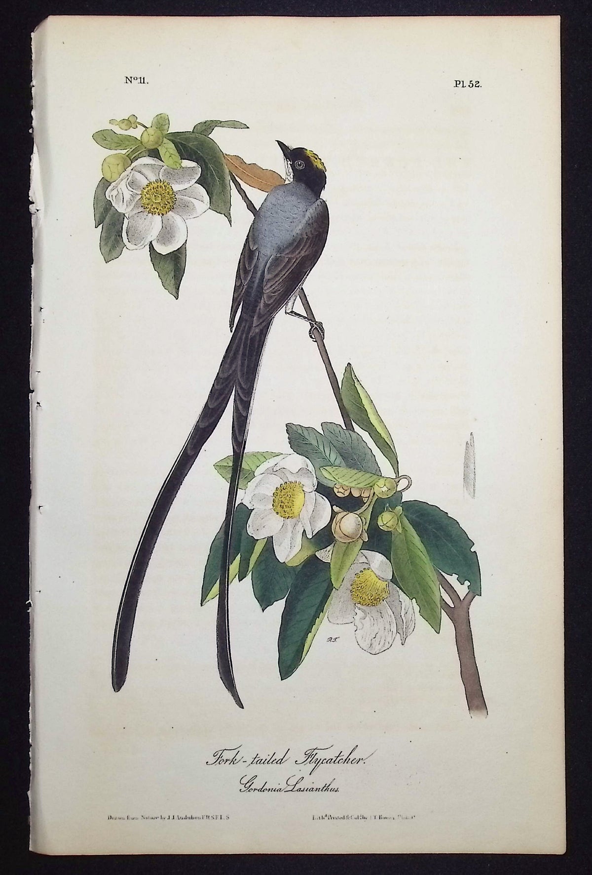 Swallow-tailed Flycatcher