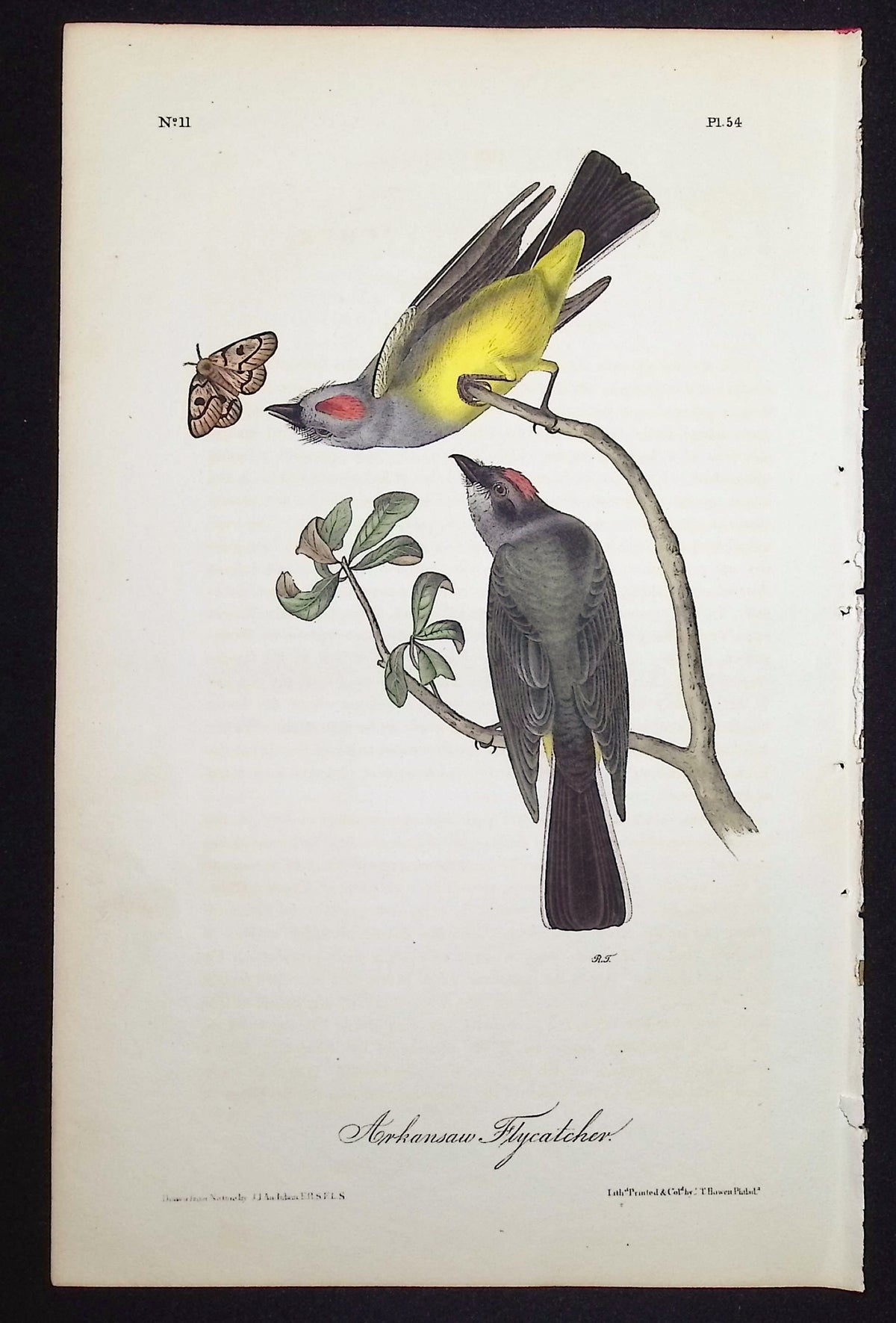 Arkansaw Flycatcher