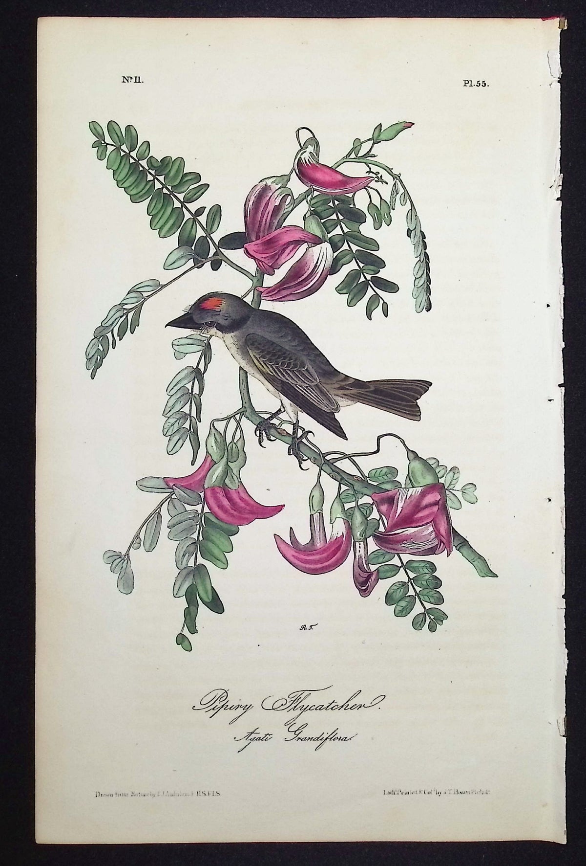 Pipiry Flycatcher