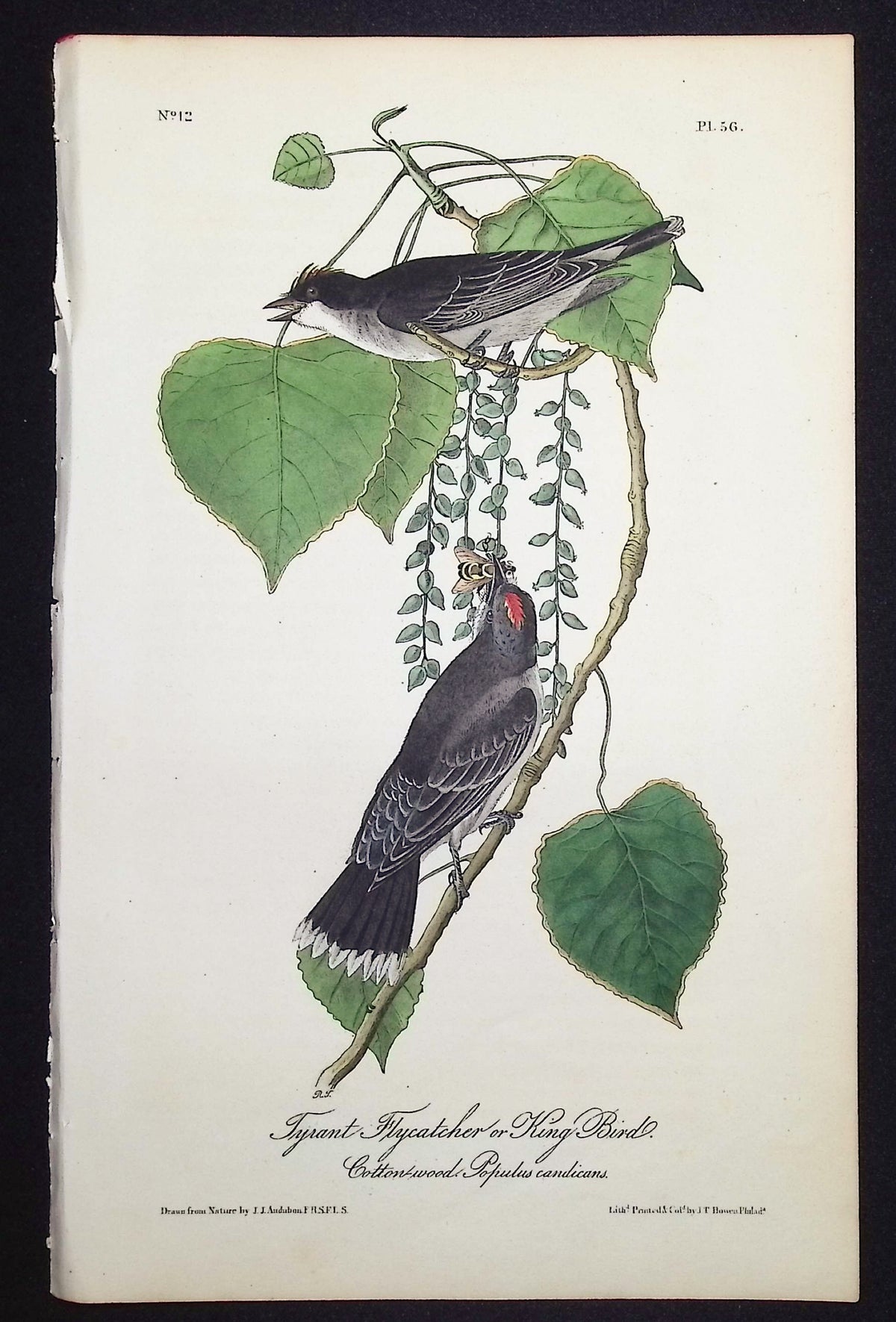 Tyrant Flycatcher or King Bird