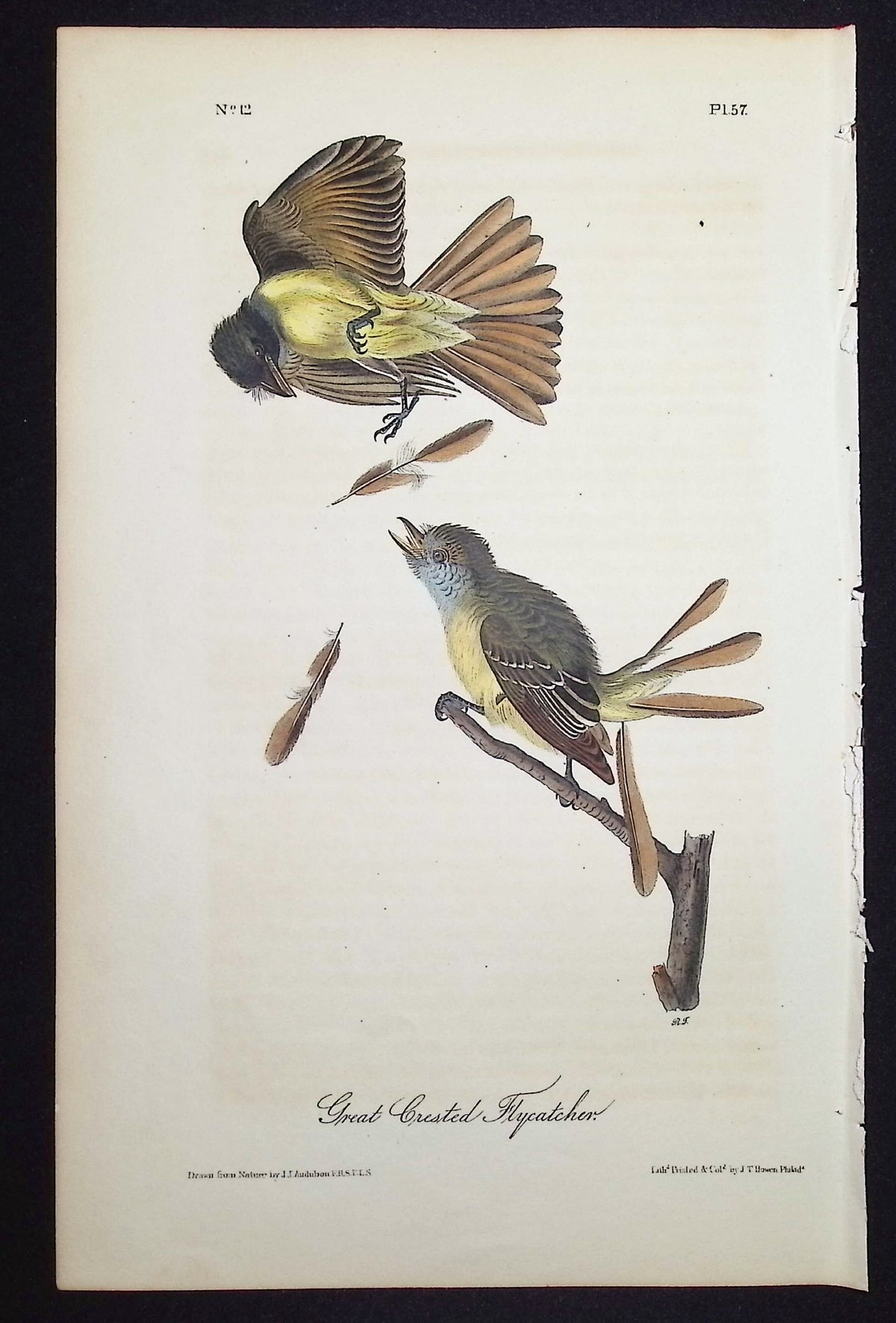 Great Crested Flycatcher
