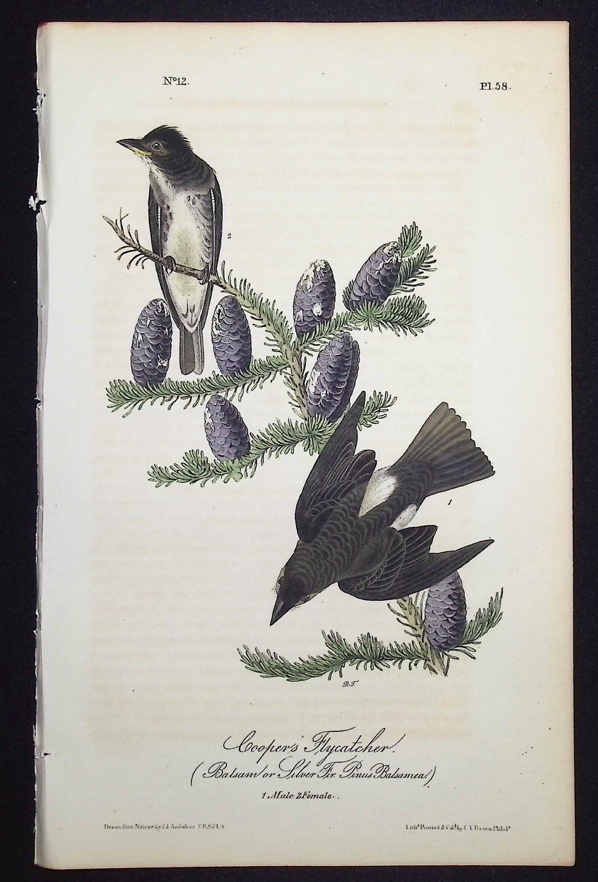 Cooper's Flycatcher