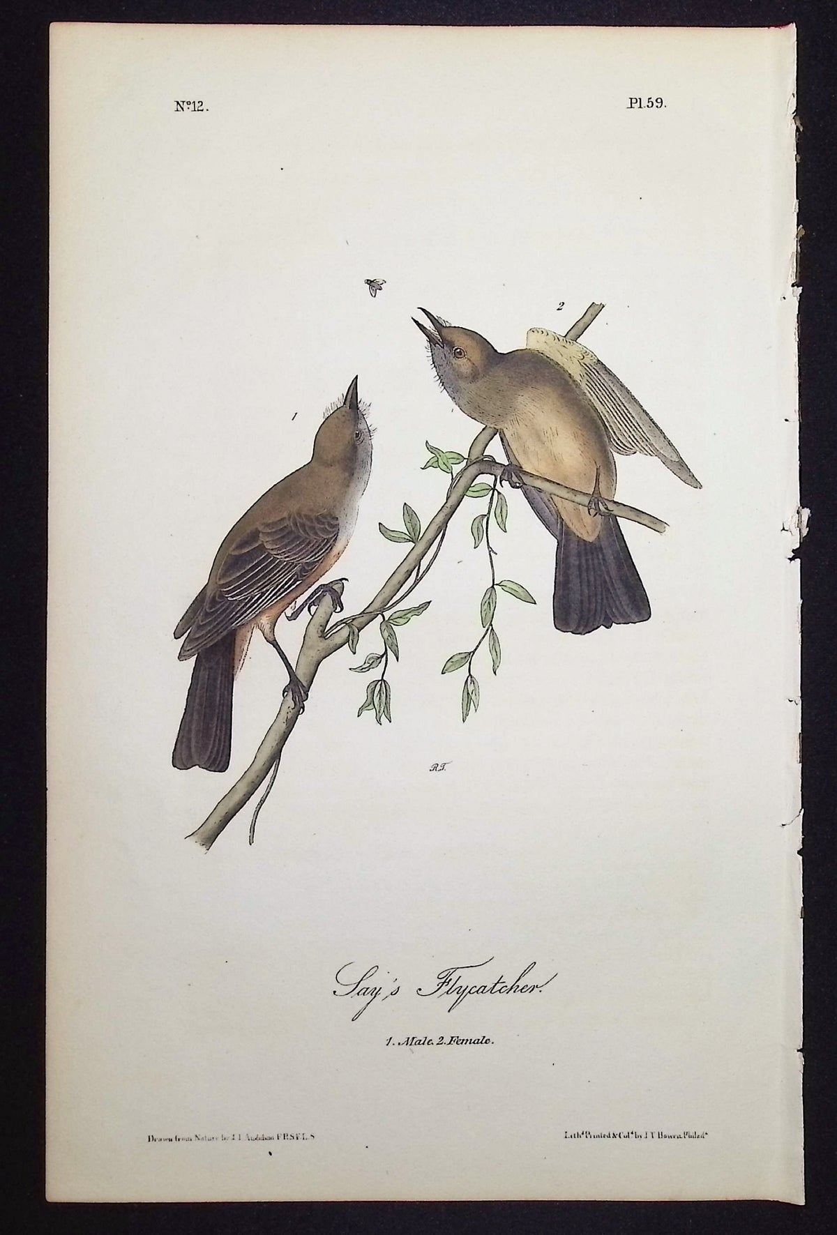 Say's Flycatcher