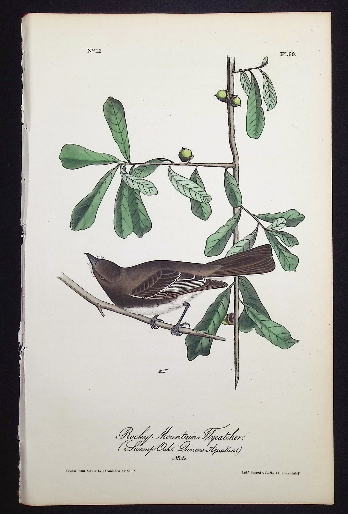 Rocky Mountain Flycatcher