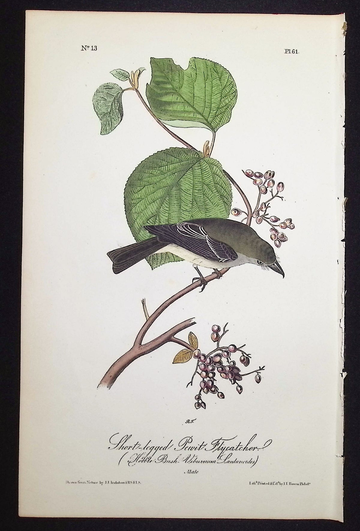 Short-legged Pewit Flycatcher