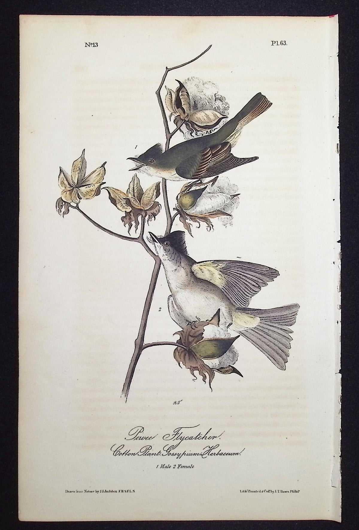 Pewee Flycatcher