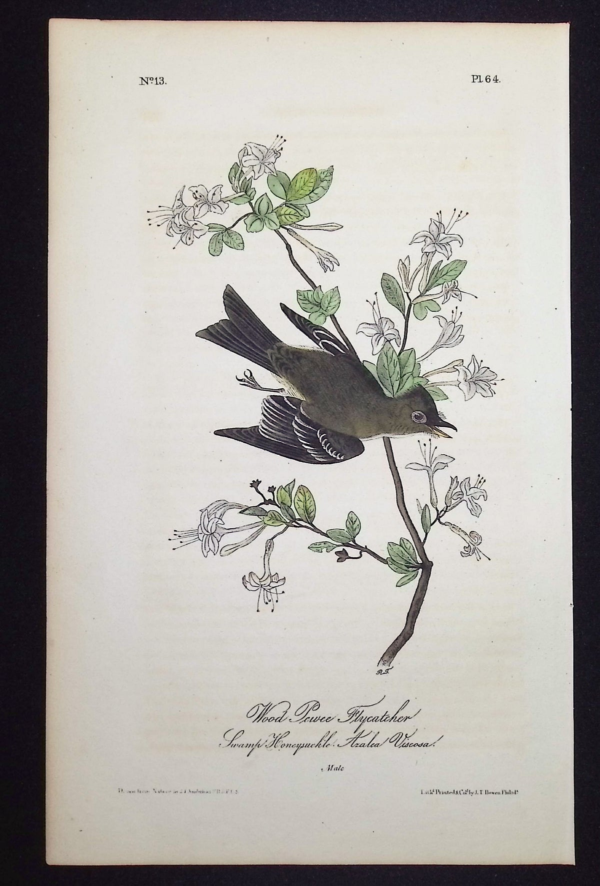 Wood Pewee Flycatcher