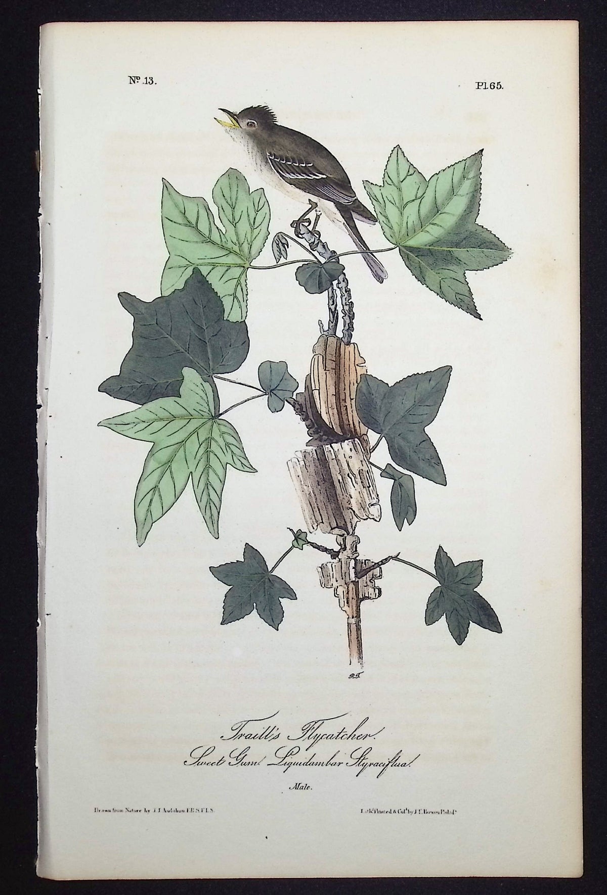 Traill's Flycatcher
