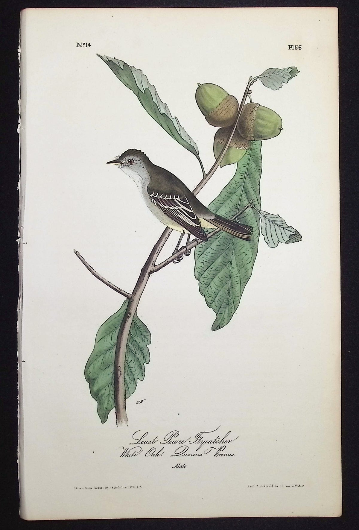 Least Pewee Flycatcher