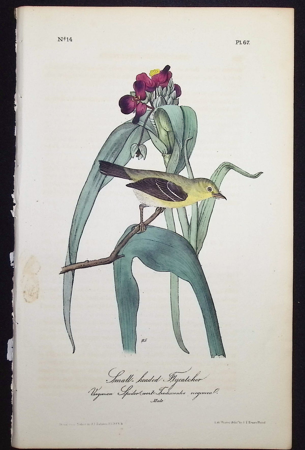 Small-headed Flycatcher
