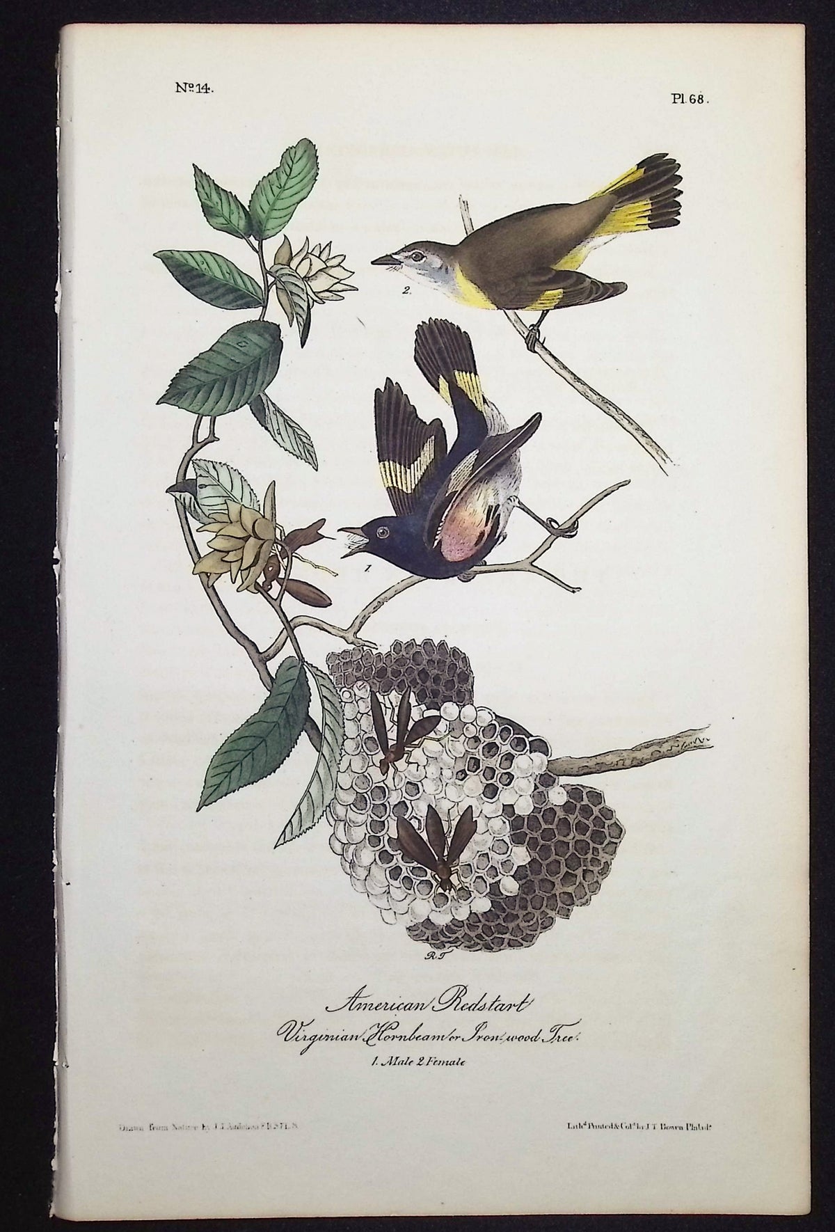American Redstart