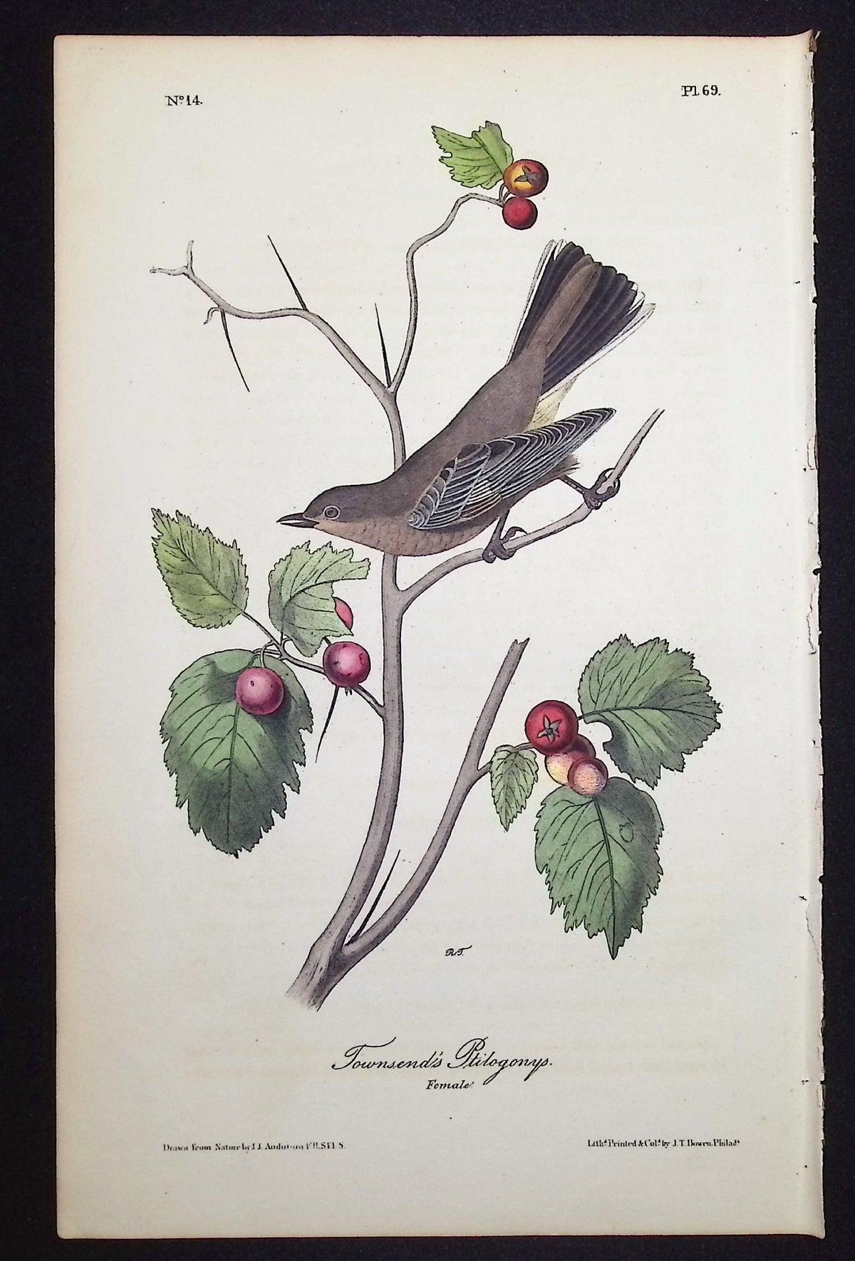 Townsend's Ptilogonys