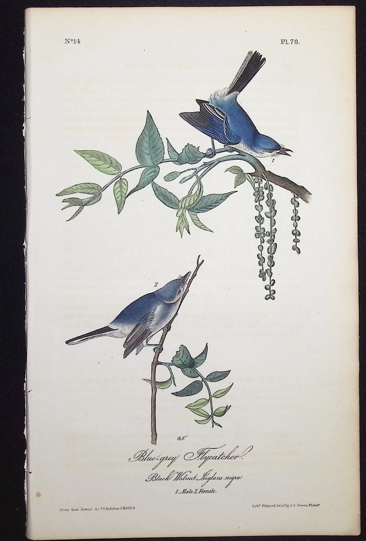 Blue-grey Flycatcher