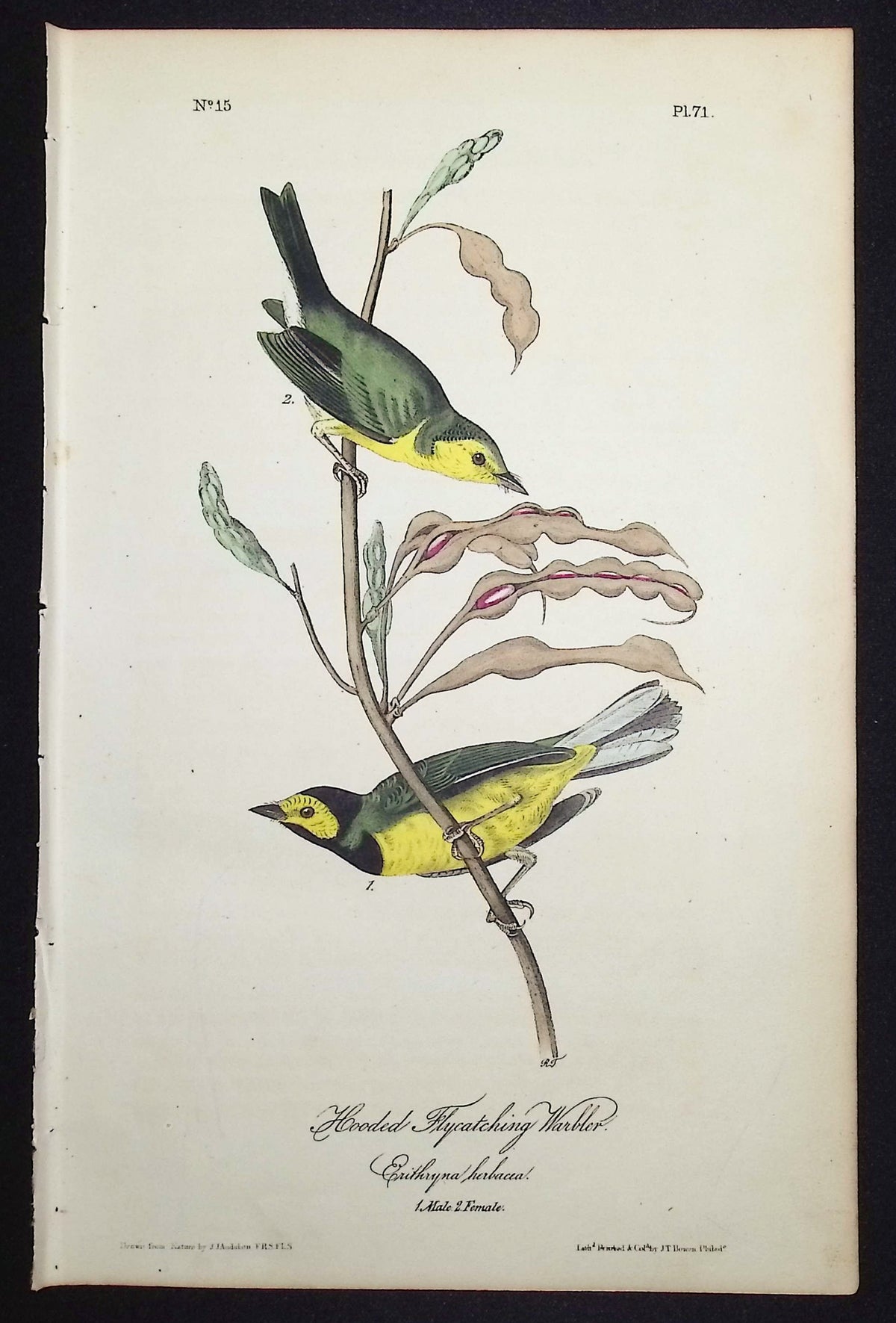 Hooded Flycatching Warbler
