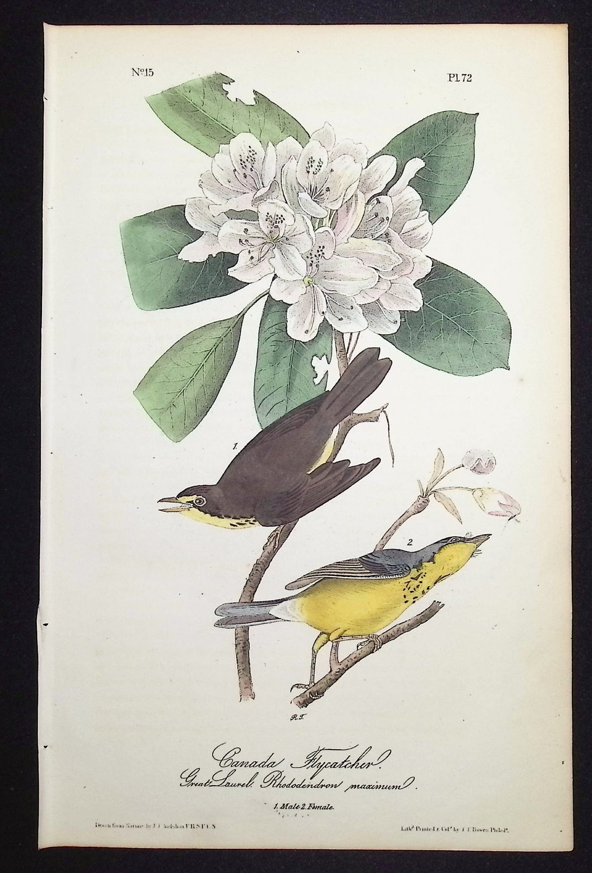 Canada Flycatcher