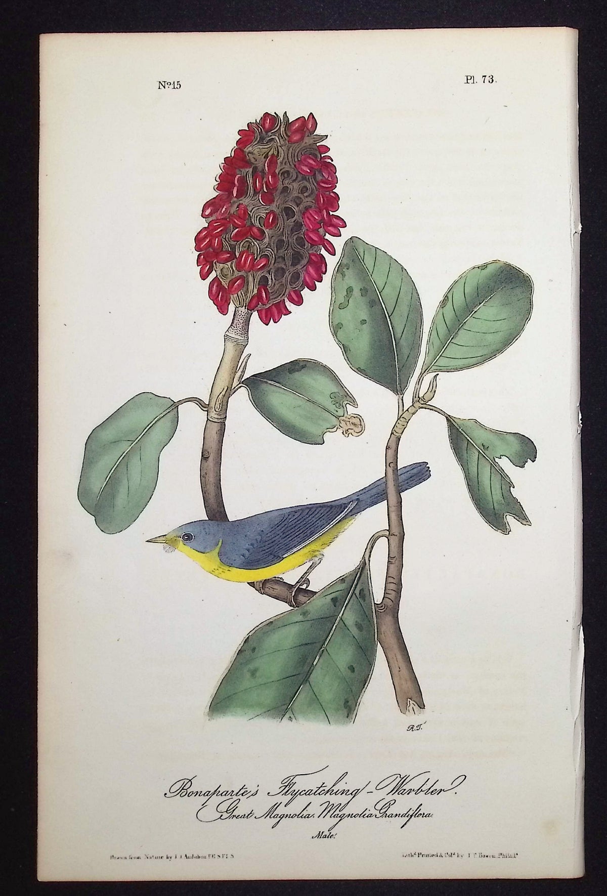 Bonaparte's Flycatching Warbler