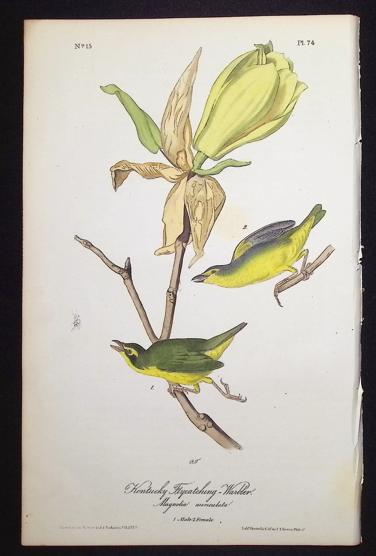 Kentucky Flycatching-Warbler