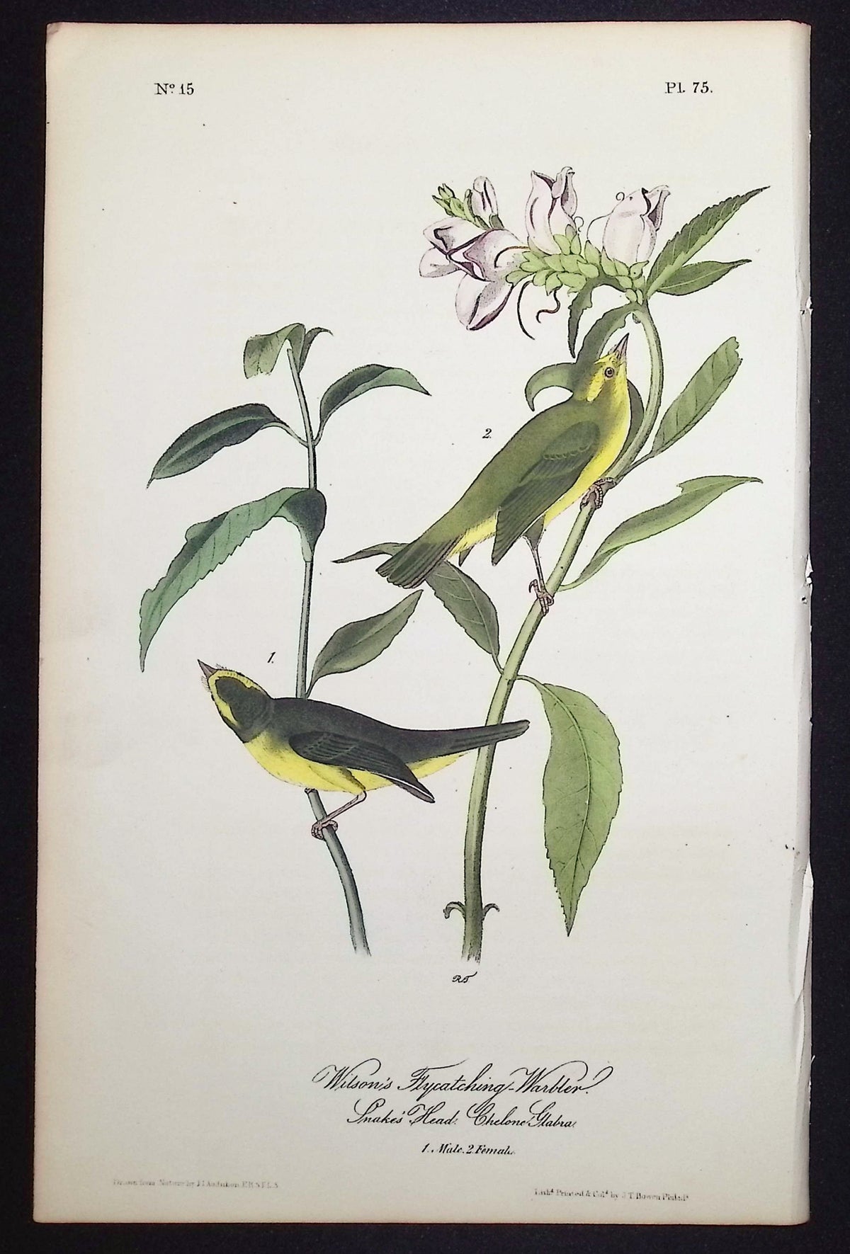 Wilson's Flycatching-Warbler