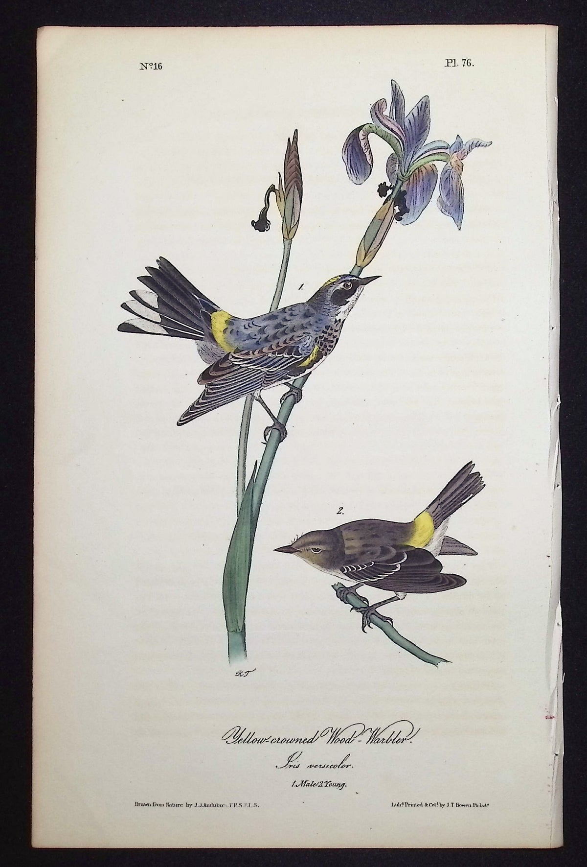 Yellow-crowned Wood Warbler