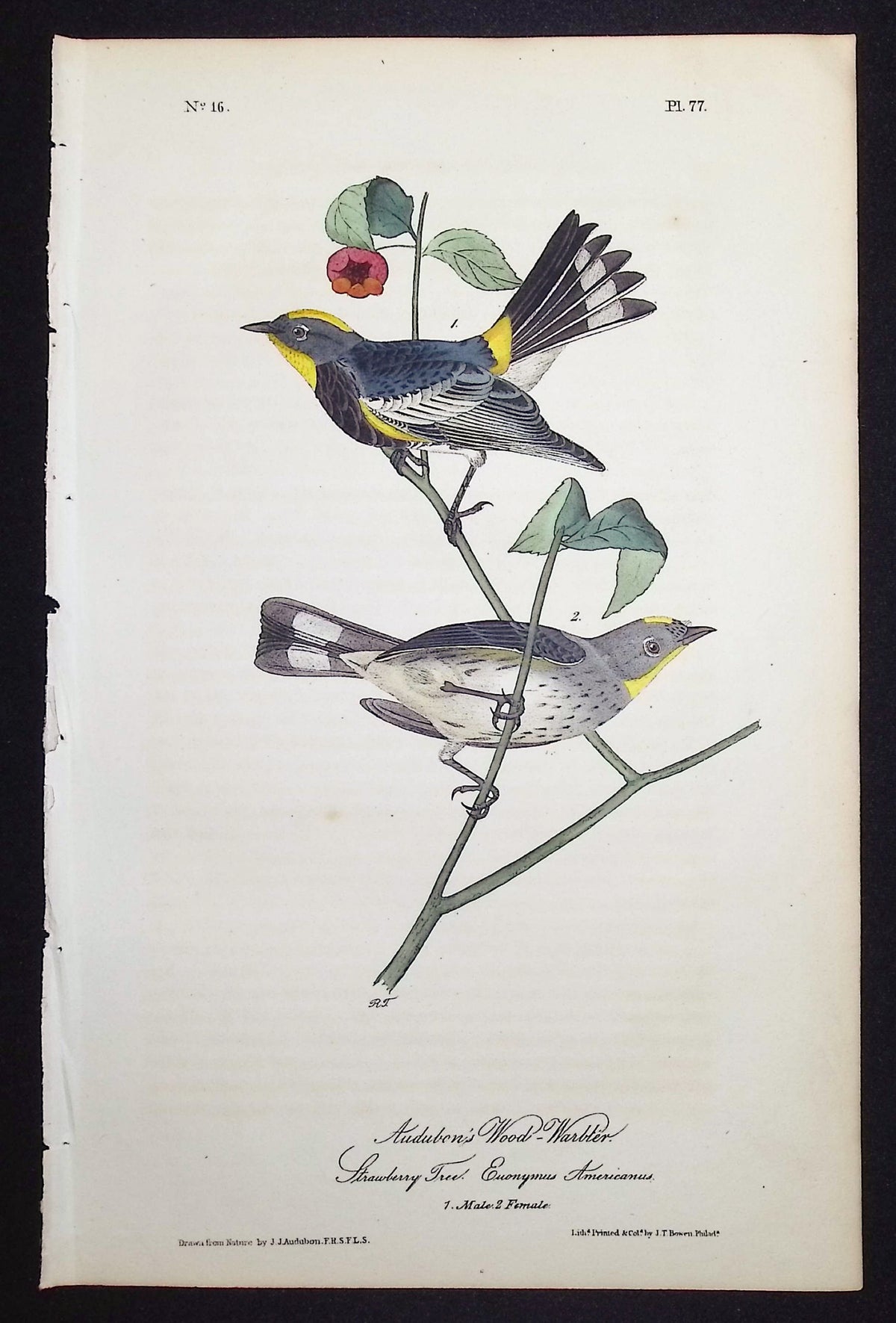 Audubon's Wood-Warbler