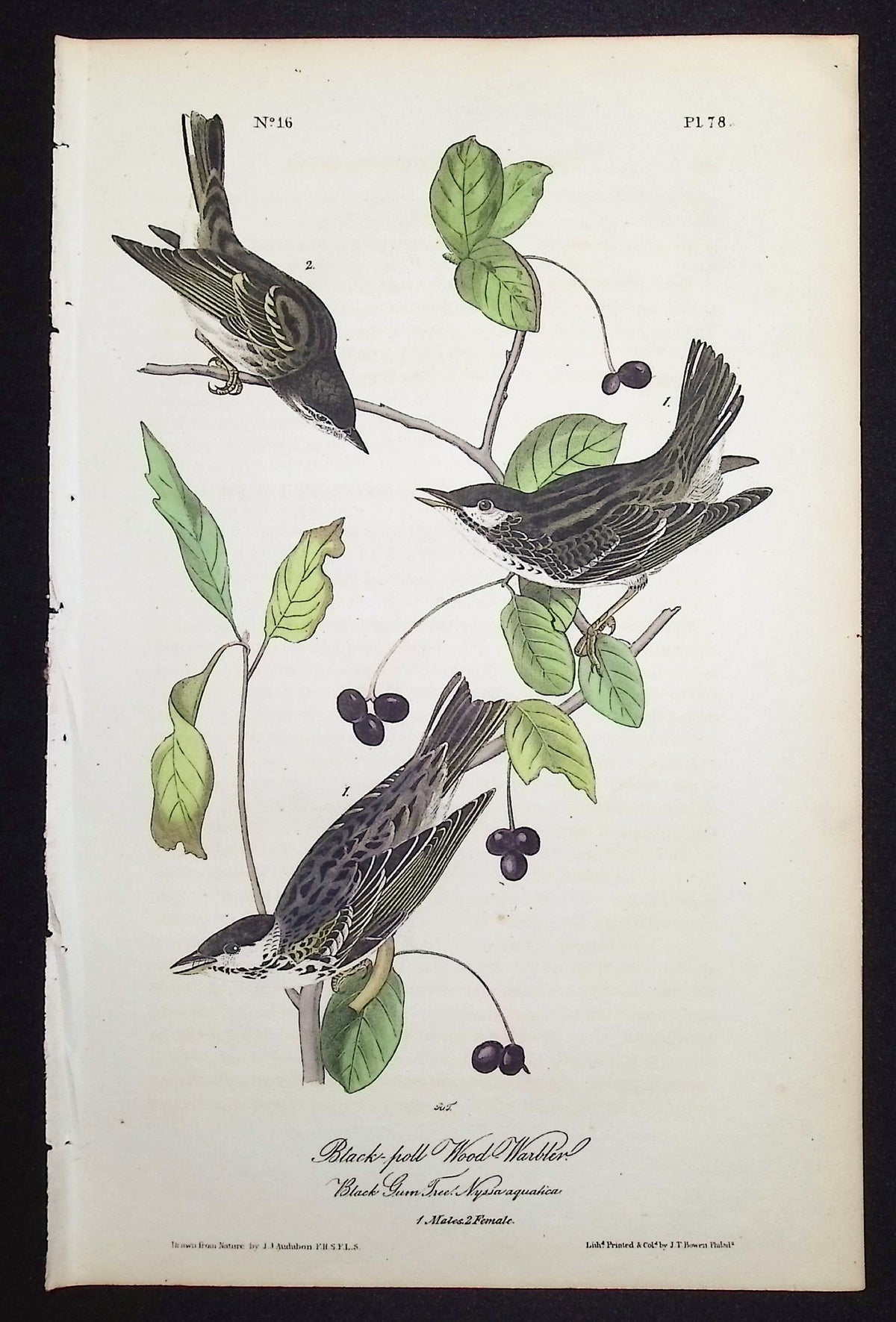 Black-poll Wood-Warbler
